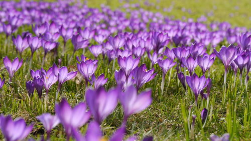 Close-up of purple crocus flowers blooming on field