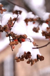 Close-up of snow on tree