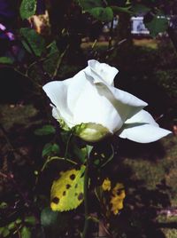 Close-up of white rose blooming outdoors