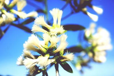 Close-up of flowers blooming against blue sky