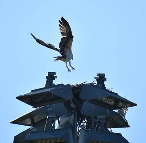 Low angle view of seagull flying