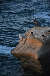 View of bird on rock