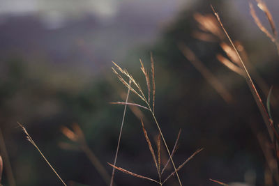 Close-up of stalks against blurred background