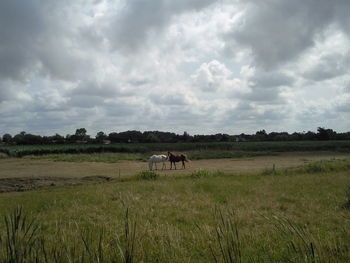 Horses grazing on grassy field against cloudy sky