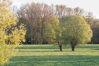 Trees on field against sky during autumn