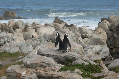 Penguins on rock by sea