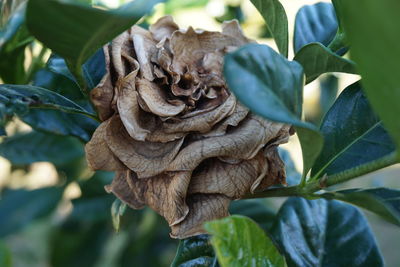 Close-up of rose plant