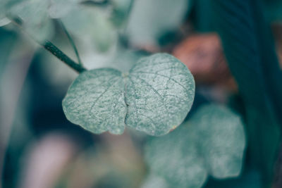 Close-up of fresh green leaves on plant