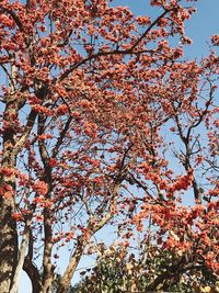 Low angle view of flower tree