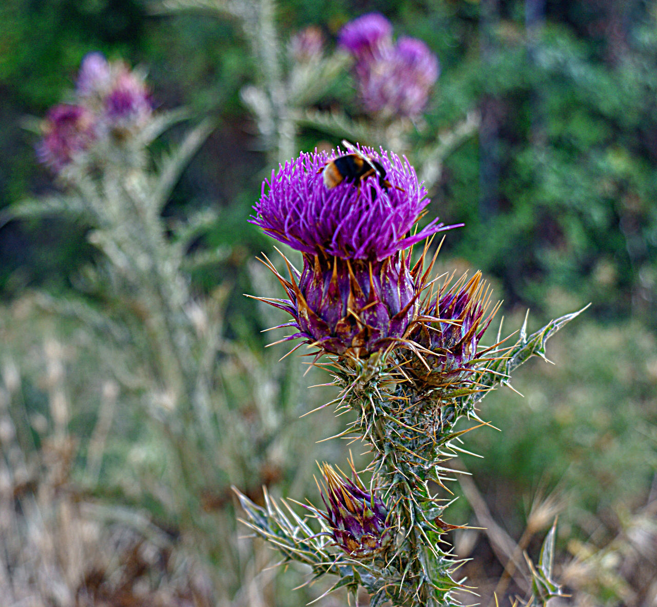 CLOSE-UP OF PURPLE THISTLE ON PLANT