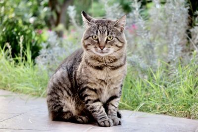 Portrait of tabby cat sitting by plants