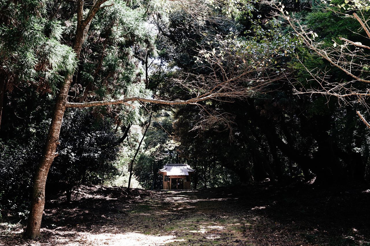 VIEW OF TREES ON LANDSCAPE