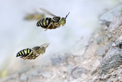 Close-up of flying wasp