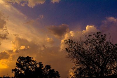 Silhouette of trees at sunset