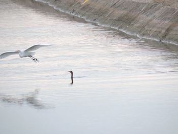 Swan swimming in water