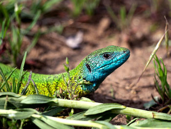 Close-up of lizard on field