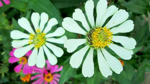 Close-up of yellow flowering plant