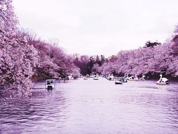 Scenic view of river amidst pink flowering trees against sky