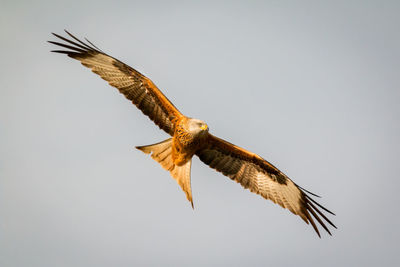 Low angle view of eagle flying against clear sky