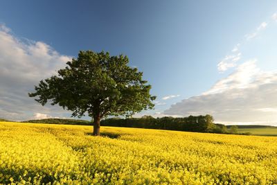 Scenic view of oilseed rape field against sky