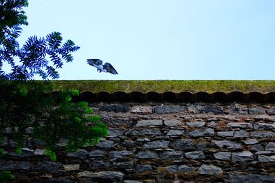 Birds on tree trunk