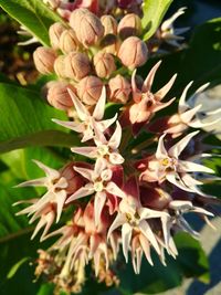 Close-up of flowers blooming outdoors