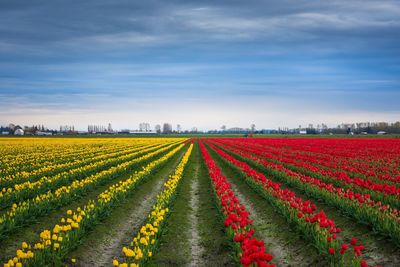 Scenic view of tulip field against cloudy sky