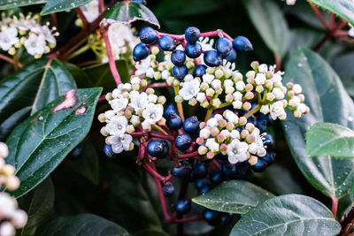 White flowers with blue buds on dark green background leaves