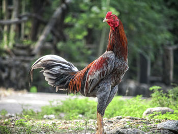 Rooster on a land