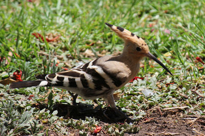 Close-up of bird perching on field