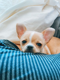 Close-up portrait of a dog