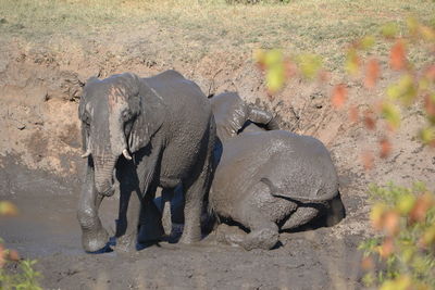 Elephant standing in a field