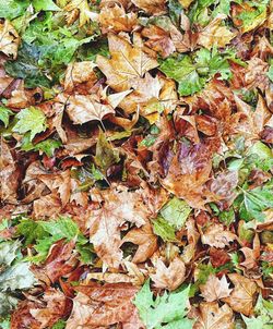 Full frame shot of dried autumn leaves on field