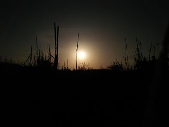 Silhouette plants against clear sky during sunset