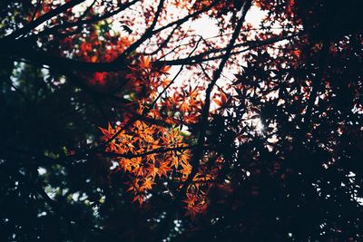 Low angle view of maple tree