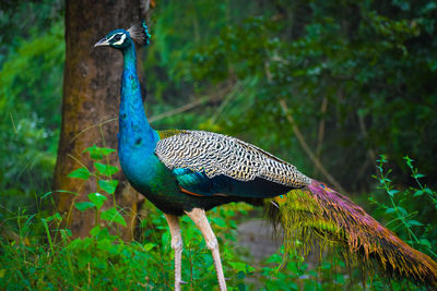 Peacock perching on a tree