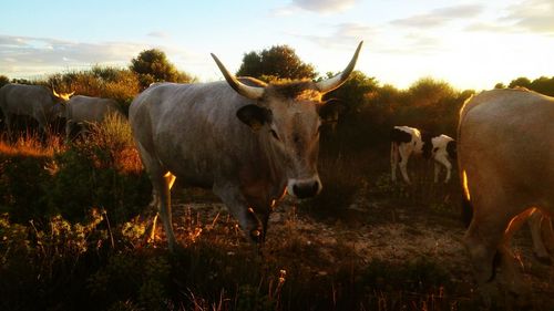 Cows standing in a field