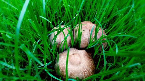 Close-up of plants growing on grassy field