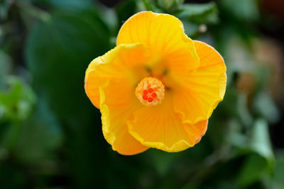 Close-up of yellow flower