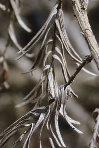 Dry pine needles
