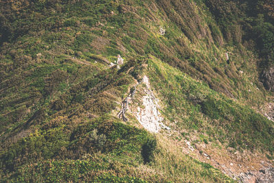 High angle view of trees in forest