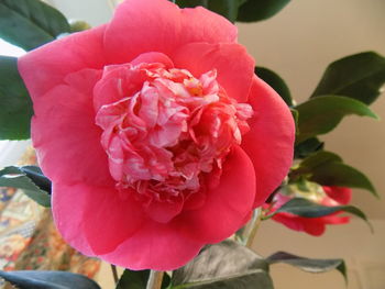 Close-up of pink rose blooming outdoors