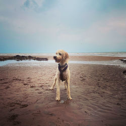 Labradoodle on beach 