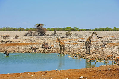 Scenic view of lake against clear blue sky