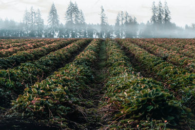 Scenic view of agricultural field