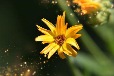 Close-up of yellow flower