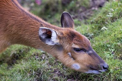 Close-up side view of a deer