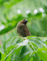 Close-up of bird perching on plant