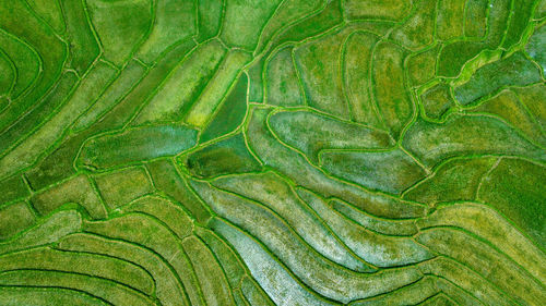 Full frame shot of leaf