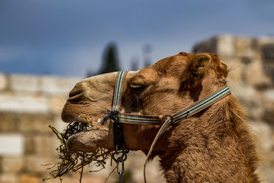 Close-up of camel eating grass against sky